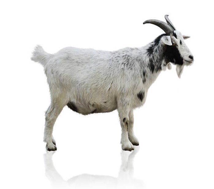 2,568 Goat Side View Stock Photos, Pictures &amp; Royalty-Free Images - iStock